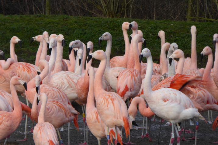 Winter warmers for the flamingos